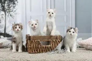 AMERICAN CURL