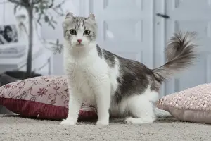 AMERICAN CURL
