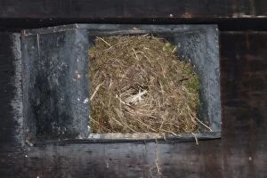 Images Dated 3rd July 2010: American Dippe nest in nesting box under bridge for them
