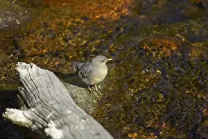 American Dipper Mount Rainier National Park, Washington State, USA BI003503