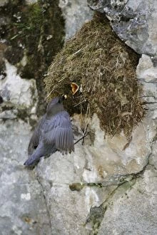 American Dipper - at its streamside nest