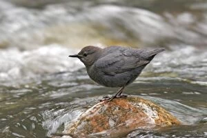 Images Dated 3rd July 2005: American Dipper Yellowstone National Park, Wyoming, USA