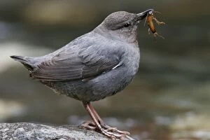 Images Dated 3rd July 2005: American Dipper Yellowstone National Park, Wyoming, USA
