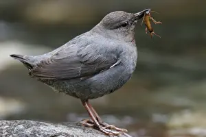 American Dipper Yellowstone National Park, Wyoming, USA