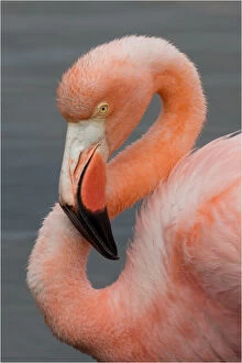 Flamingos Gallery: American Flamingo  - On Floreana Island - Galapagos