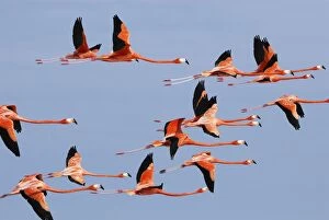 American Flamingo (Phoeniconais ruber ruber)