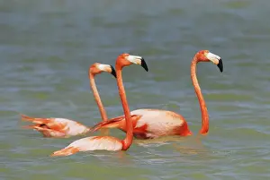 American Flamingo Rio Lagartos Reserve, Yucatan, Mexico