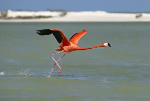 American flamingo Rio Lagartos Reserve, Yucatan, Mexico