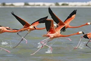 Images Dated 20th February 2006: American flamingo Rio Lagartos Reserve, Yucatan, Mexico