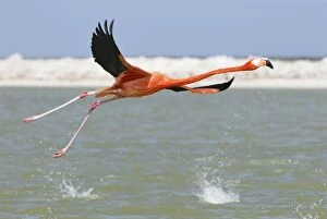 Images Dated 20th February 2006: American flamingo Rio Lagartos Reserve, Yucatan, Mexico