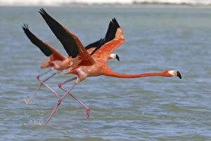 Images Dated 20th February 2006: American Flamingo Rio Lagartos Reserve, Yucatan, Mexico