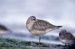 American Golden Plover