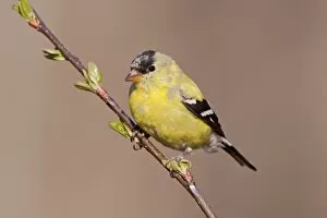 American Goldfinch. Male molting into spring plumage