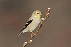 Images Dated 15th February 2009: American Goldfinch - male in winter plumage. November, CT USA