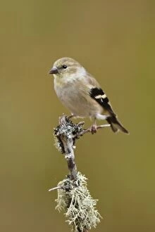 Images Dated 11th November 2007: American Goldfinch - in winter plumage. November - CT - USA