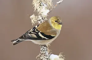 Goldfinches Prints: American Goldfinch - in winter plumage - January in CT - USA