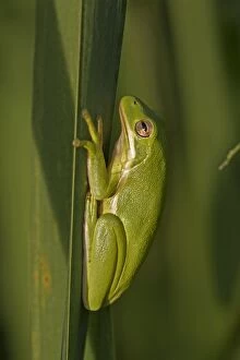 Images Dated 23rd September 2014: American Green Tree Frog
