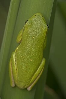 Images Dated 23rd September 2014: American Green Tree Frog