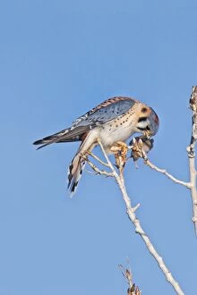 Images Dated 4th January 2004: American Kestrel