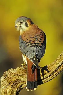 American Kestrel Colorado, USA b5987
