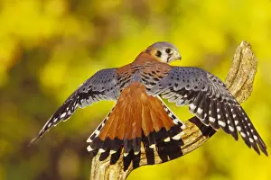 Perch Prints: American Kestrel - displaying. Colorado, USA b8011