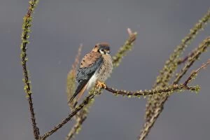 Images Dated 21st January 2010: American Kestrel - male