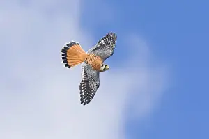 Sparverius Prints: American Kestrel male, Falco sparverius