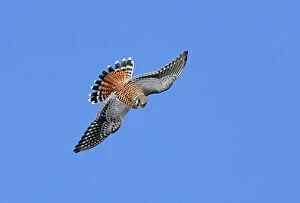 Bird Of Prey Collection: American Kestrel - male in flight. Cape May New Jersey, USA