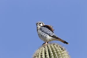 Images Dated 10th January 2011: American Kestrel - male - January