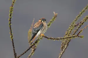 American Kestrel - male. Light rain. Anza Borrego Desert in January. California, USA