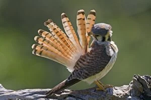 American Kestrel / Sparrow Hawk