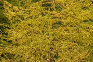Larches Prints: American Larch Tree - Autumn - Adirondack Mountains in upstate New York - USA