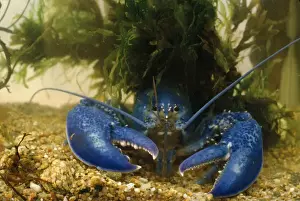Lobster Prints: American Lobster