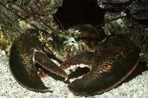 American Lobster