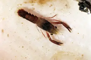 American Lobster
