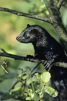 Minks Prints: American Mink - climbing around in tree Leuwerden, Holland