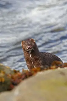 Minks Prints: American Mink. Khuzemateen Grizzly Bear Sanctuary - British Colombia - Canada