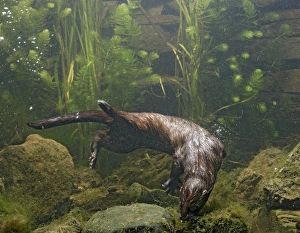 Images Dated 26th October 2005: American Mink – swimming underwater side view – alien species in UK UK