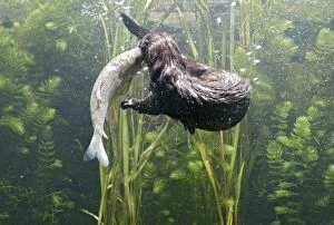 Images Dated 26th October 2005: American Mink – swimming underwater side view – alien species in UK UK