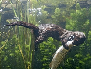 Images Dated 26th October 2005: American Mink – swimming underwater side view – alien species in UK UK