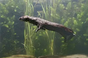 American Mink – swimming underwater side view – alien species in UK UK