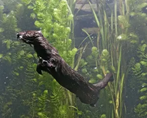American Mink – swimming underwater side view – alien species in UK UK