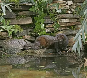 American Mink – swimming underwater side view – alien species in UK UK