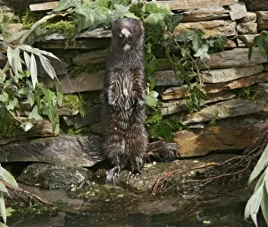 American Mink – swimming underwater side view – alien species in UK UK