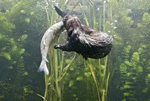 American Mink – swimming underwater side view – alien species in UK UK