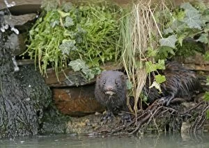 Images Dated 18th January 2006: American Mink – in undergrowth by waterfall – alien species UK