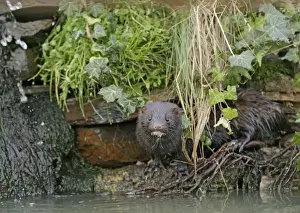 Uk Alien Prints: American Mink – in undergrowth by waterfall – alien species UK