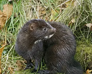 Minks Prints: American Mink - side view, autumn North America 002996
