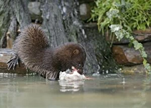 American Mink - front view eating perch by waterfall - showing webbed feet - alien species