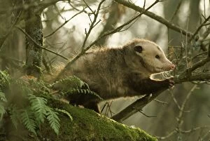 Images Dated 9th July 2007: American Opossum - In forest. Ridgefield National Wildlife Refuge Washington, North America. Mp28